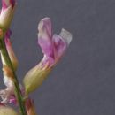 Image of Toano milkvetch