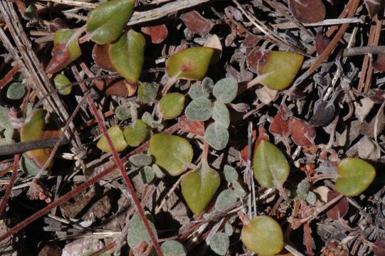 Image of marumleaf buckwheat