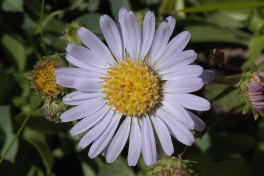 Image of subalpine fleabane