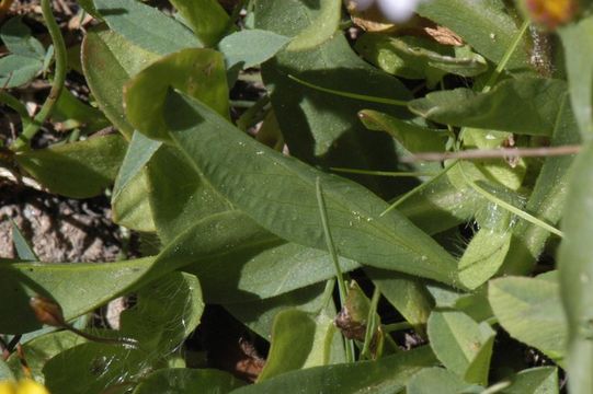 Image of subalpine fleabane