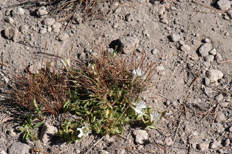 Слика од Gentiana newberryi A. Gray