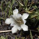 Plancia ëd Gentiana newberryi A. Gray