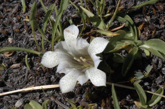 Image of alpine gentian