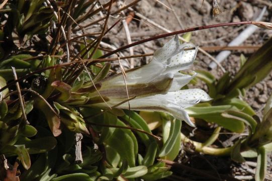 Image of alpine gentian