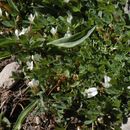 Sivun Trifolium monanthum A. Gray kuva