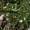 Image of mountain carpet clover