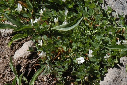 Image of mountain carpet clover