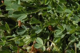 Image de Trifolium monanthum var. parvum (Kellogg) McDermott