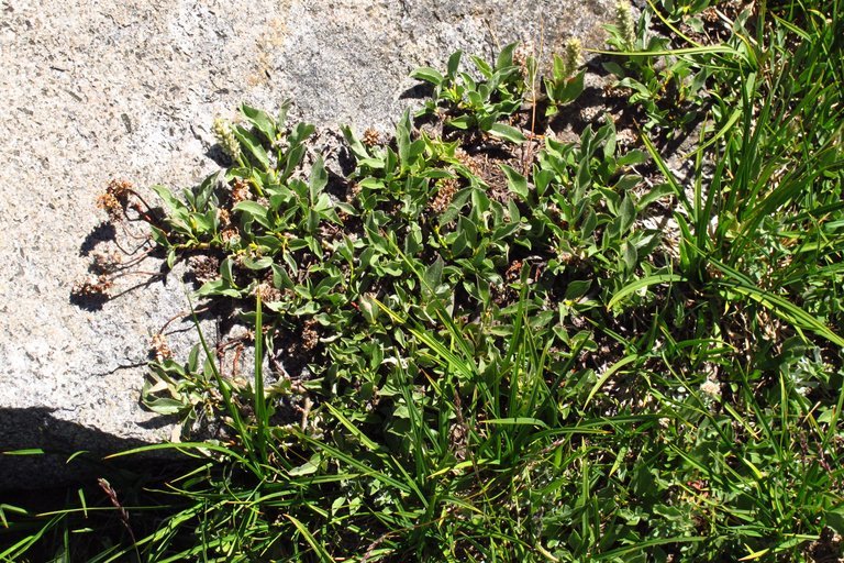 Image de Salix petrophila Rydb.