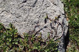 Image of alpine willow