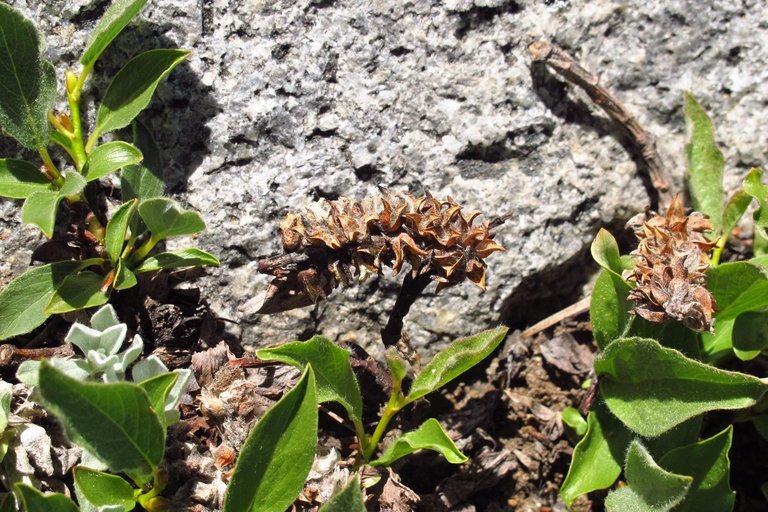 Image de Salix petrophila Rydb.