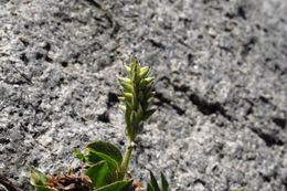 Image of alpine willow