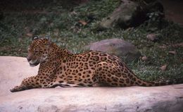 Image of Jaguar