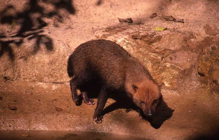 Image of Bush Dog