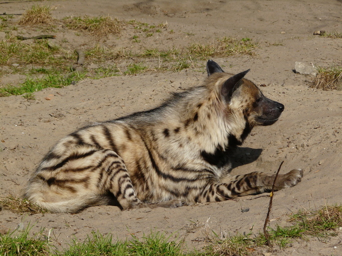 Imagem de Hiena-raiada