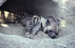 Image of Striped Hyena