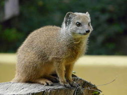 Image of Yellow Mongoose