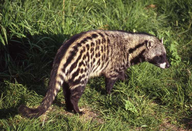 African Civet Encyclopedia of Life