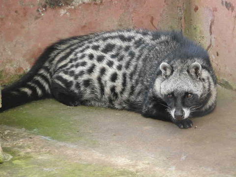 Image of African Civet