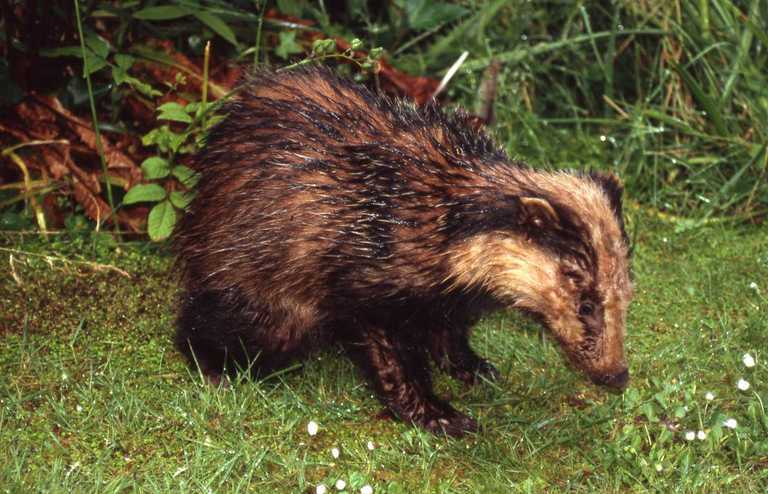 Image of Eurasian badger