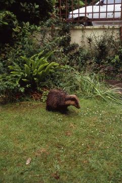 Image of Eurasian badger