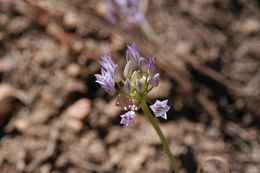 Image of Parry's fringed onion