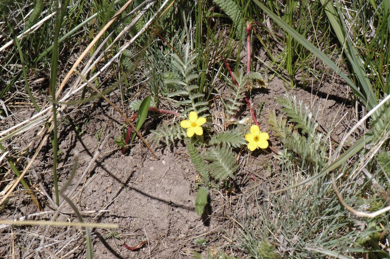 Image of 3 toothed cinquefoil