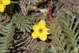 Image of 3 toothed cinquefoil