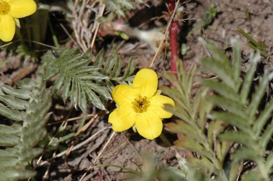 Image of 3 toothed cinquefoil