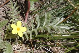 Image of 3 toothed cinquefoil