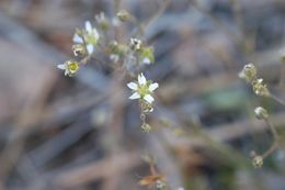 Image of Bear Valley sandwort