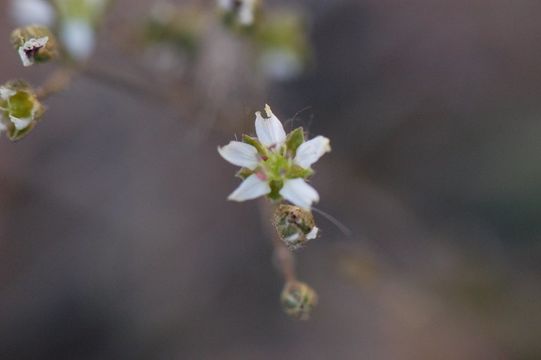 Image of Bear Valley sandwort