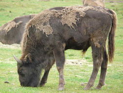 Image of European Bison