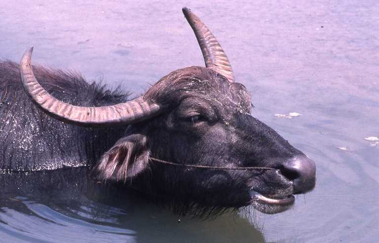 Image of Asian Water Buffalo