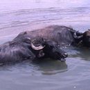 Image of water buffalo