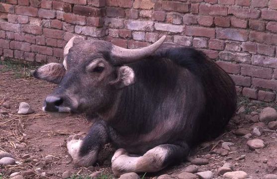 Image of Asian Water Buffalo