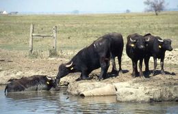 Image of Asian Water Buffalo