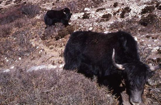 Image of yak