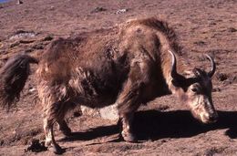 Image of yak