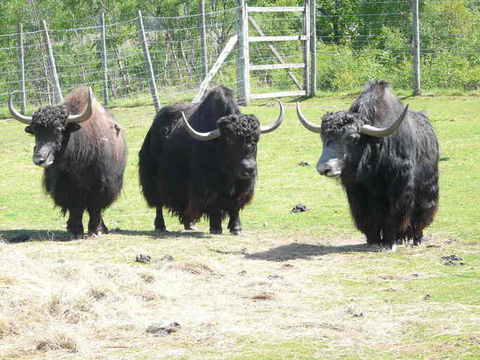 Image of yak