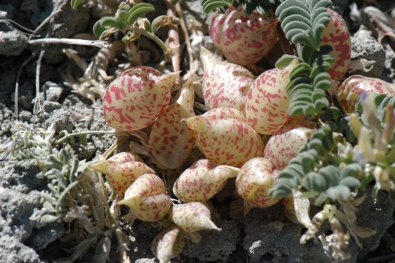 Sivun Astragalus lentiginosus var. sierrae M. E. Jones kuva