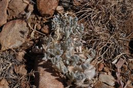 Image de Astragalus purshii var. lectulus (S. Wats.) M. E. Jones