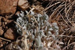 Image de Astragalus purshii var. lectulus (S. Wats.) M. E. Jones