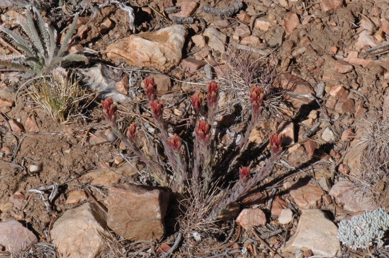 Image of ashgray Indian paintbrush