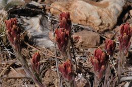 Image of ashgray Indian paintbrush