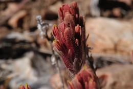 Image of ashgray Indian paintbrush