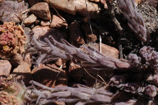 Image of ashgray Indian paintbrush