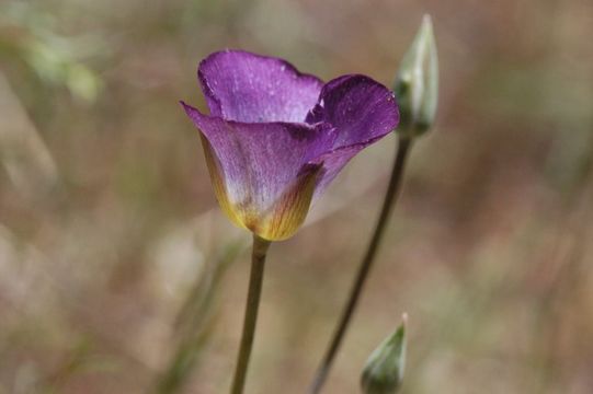 Image de Calochortus invenustus Greene