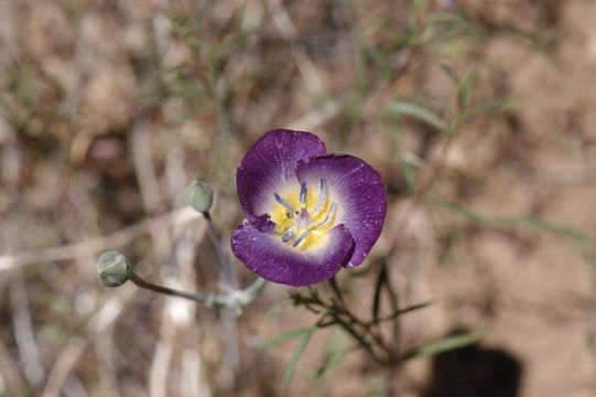 Image of plain mariposa lily