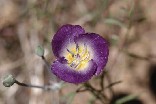 Imagem de Calochortus invenustus Greene